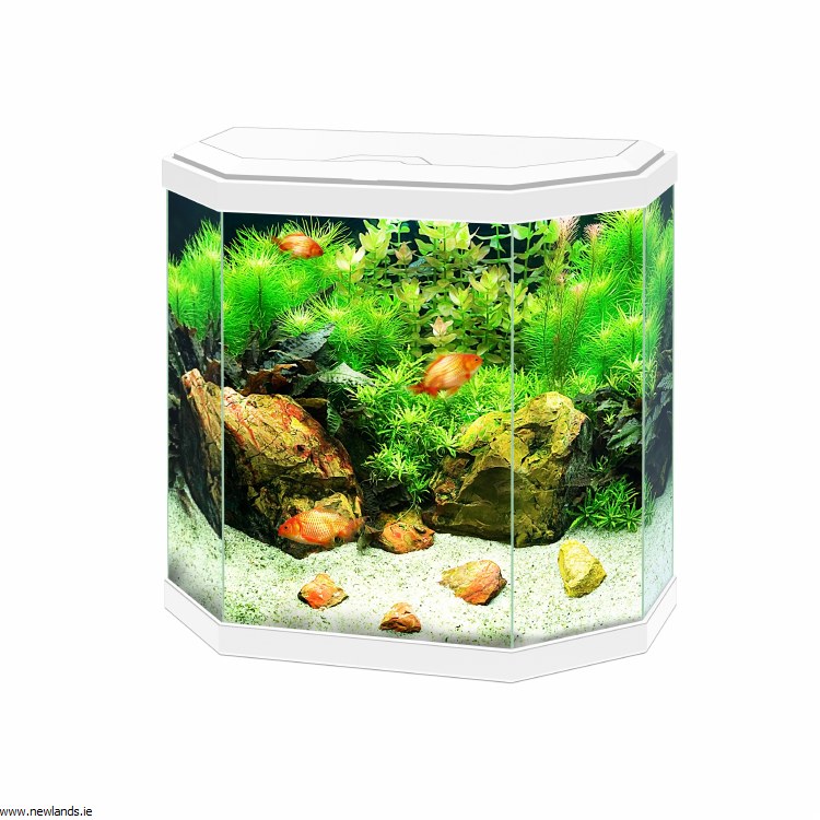 aqua 30 led fish tank